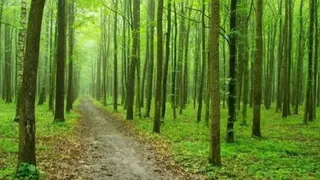 trees-demo-1784687252557_m.webp