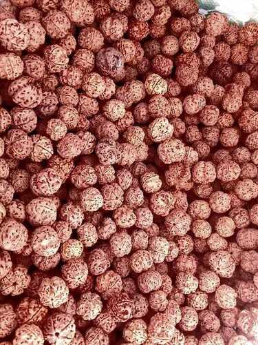 nepali-5-mukhi-rudraksha-fine-sorted-quality-self-imported-848.jpg